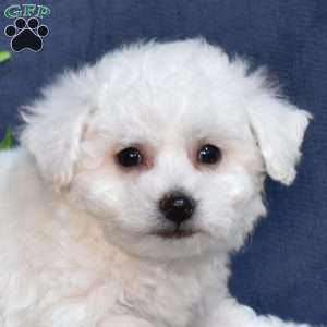 Peter (Tiny), Bichon Frise Puppy